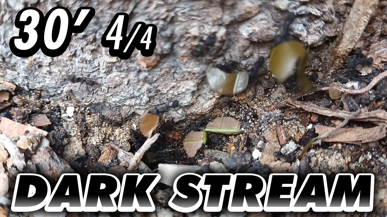 ASMR | The anthill legionaries, seen in a lively display of work day - 30' 4/4