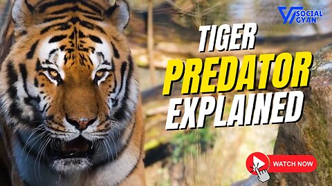 जंगल का असली शिकारी – Tiger Predator Explained