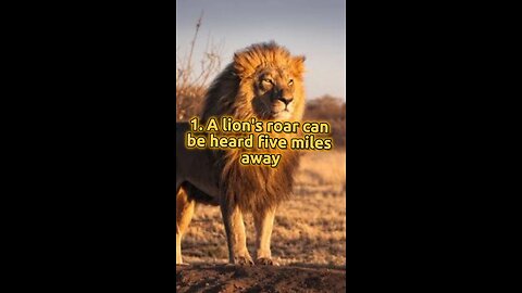 3 Facts About Lions! #facts #factsdaily #short #daily #randomfacts #didyouknow #lion #king