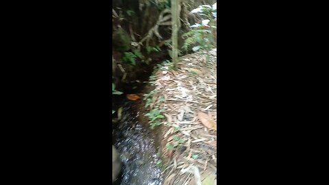 Silent but Loud | A Bamboo Garden Sound You Don’t Expect #NatureSounds #SilentButLoud #Ambience