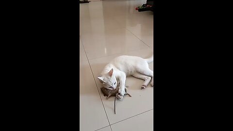 funny cat 🤣🤣
