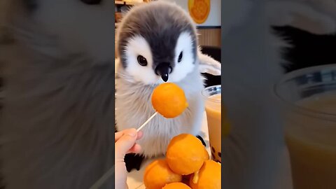 Cute Penguin 🐧