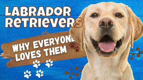 This Is Why Everyone Loves Labradors 🐾