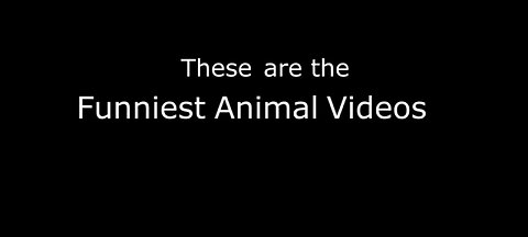 Funny animal videos