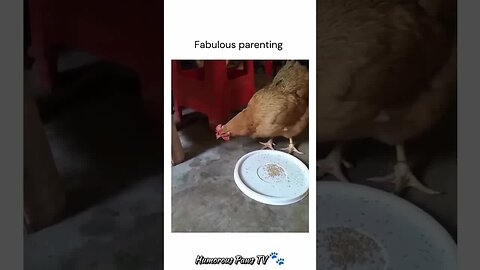 Funny animals 2024😂- Funniest Cats and Dogs Video😹🐶 #16
