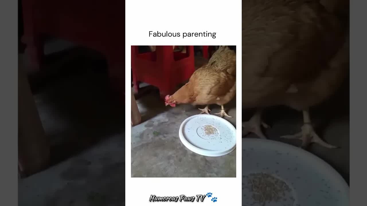 Funny animals 2024😂- Funniest Cats and Dogs Video😹🐶 #16