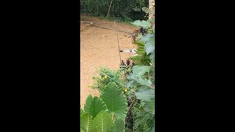 monkey find foods