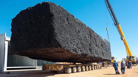 They killed all the Bees in Australia but a year later it was incredible