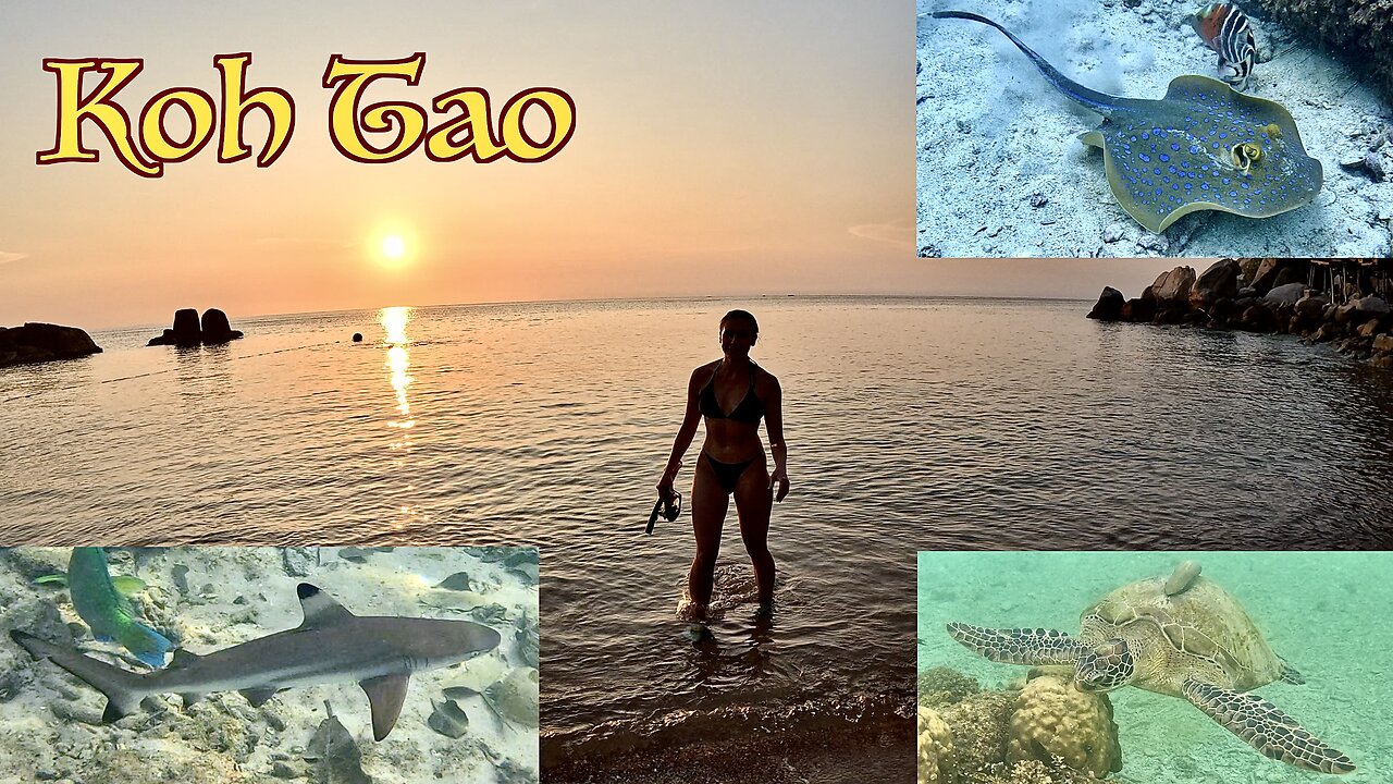 Island Paradise ~ Koh Tao Thailand ~ Great Snorkeling & Scuba With Baby Sharks & Turtles