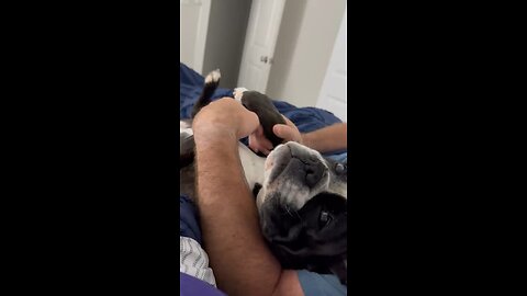 Dog life!