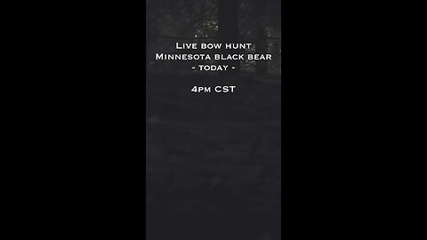 Minnesota Bear Hunting LIVE