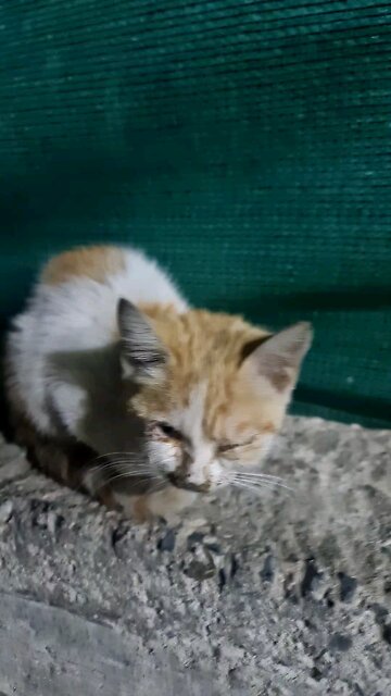 😢 sadly 😥 homeless beautiful cat