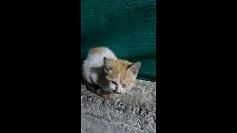 😢 sadly 😥 homeless beautiful cat