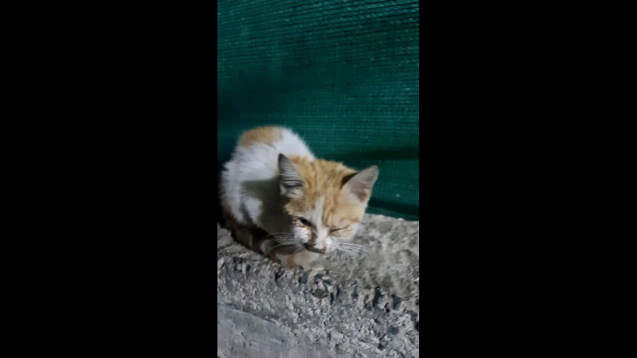 😢 sadly 😥 homeless beautiful cat