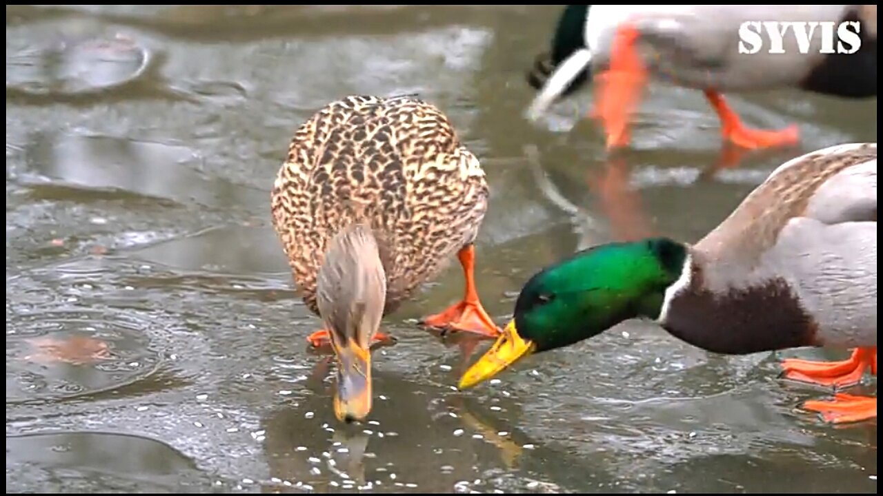 WHEN WE FEEL HELPLESS - DAILY DEVOTIONAL ❤️