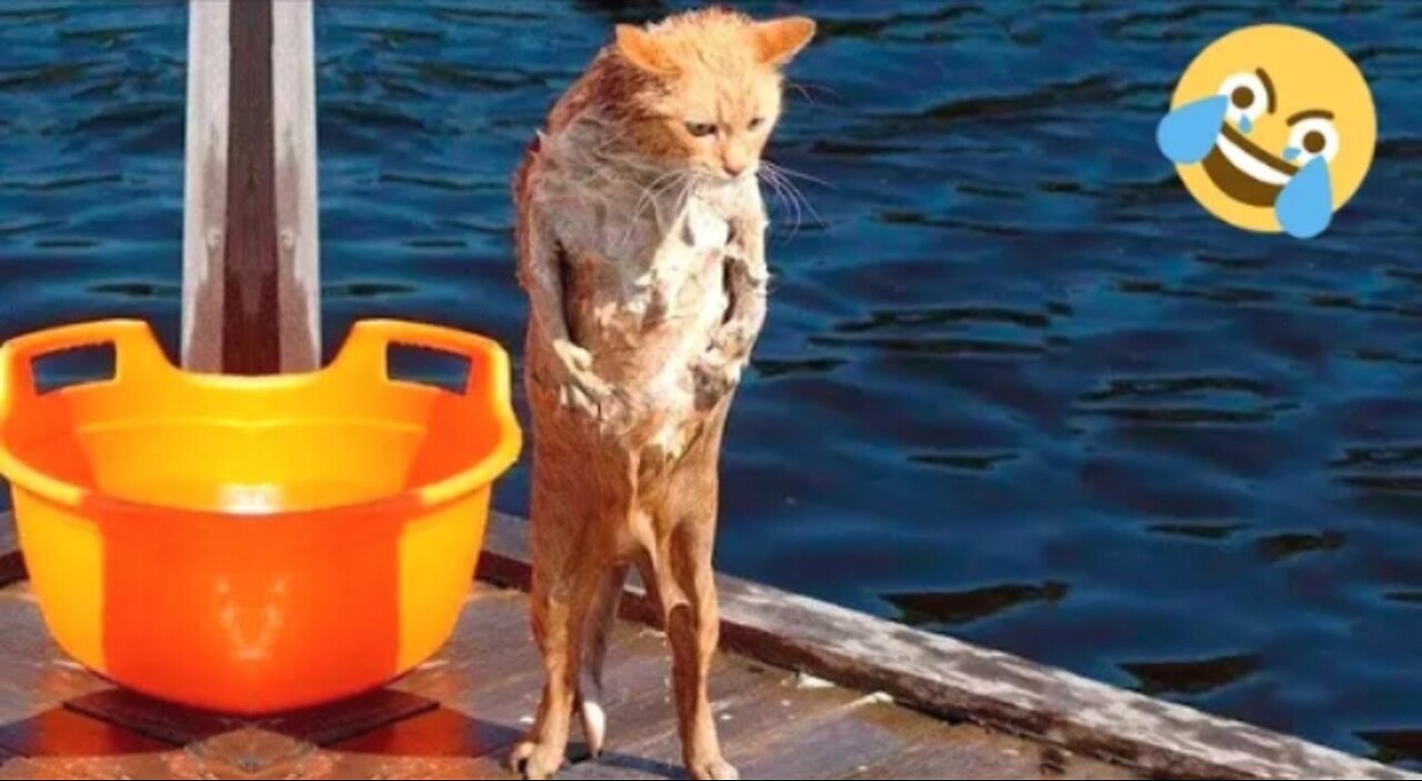 Cat's Has No Chill! 😂🐱 Funniest Cat Video Ever!