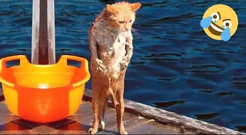 Cat's Has No Chill! 😂🐱 Funniest Cat Video Ever!