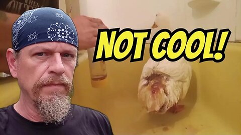 [GRAPHIC] Another Predator Attack! I'm DELETING My Neighbors Labrador Retriever