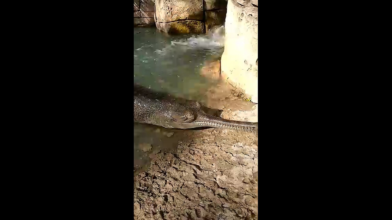 crocodile