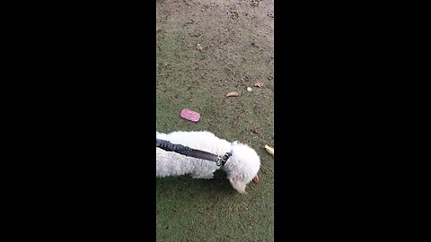 Leave it, Walk past food on ground