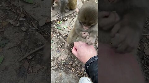 Funny monkey #16