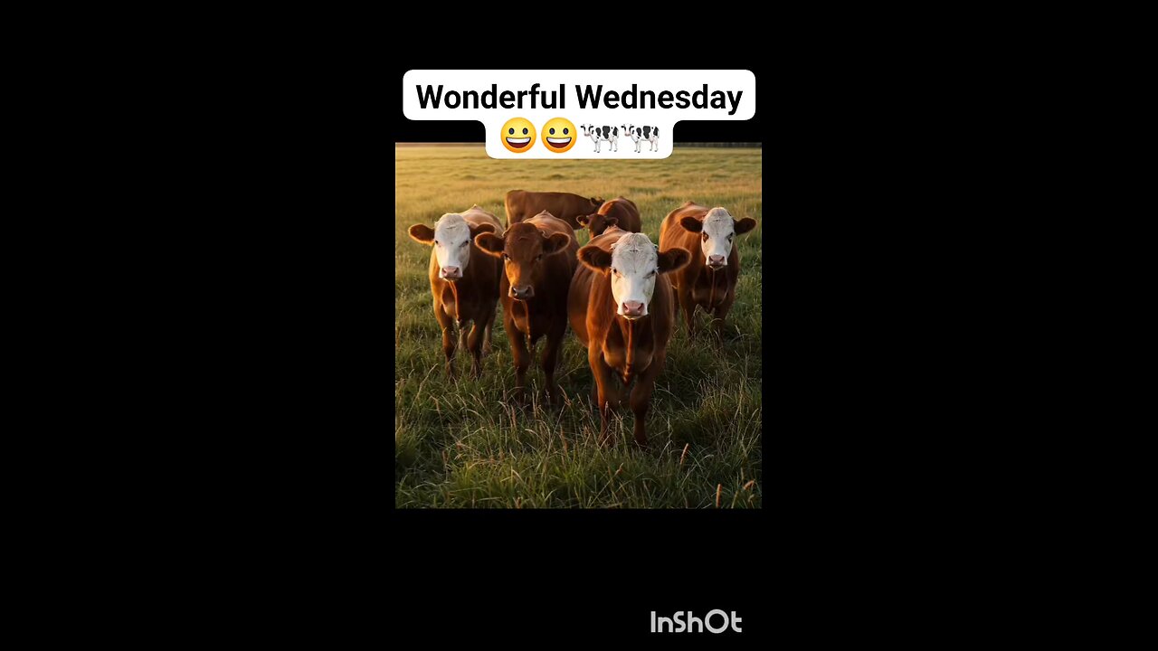 enjoy cow🐄🐄😄😄.