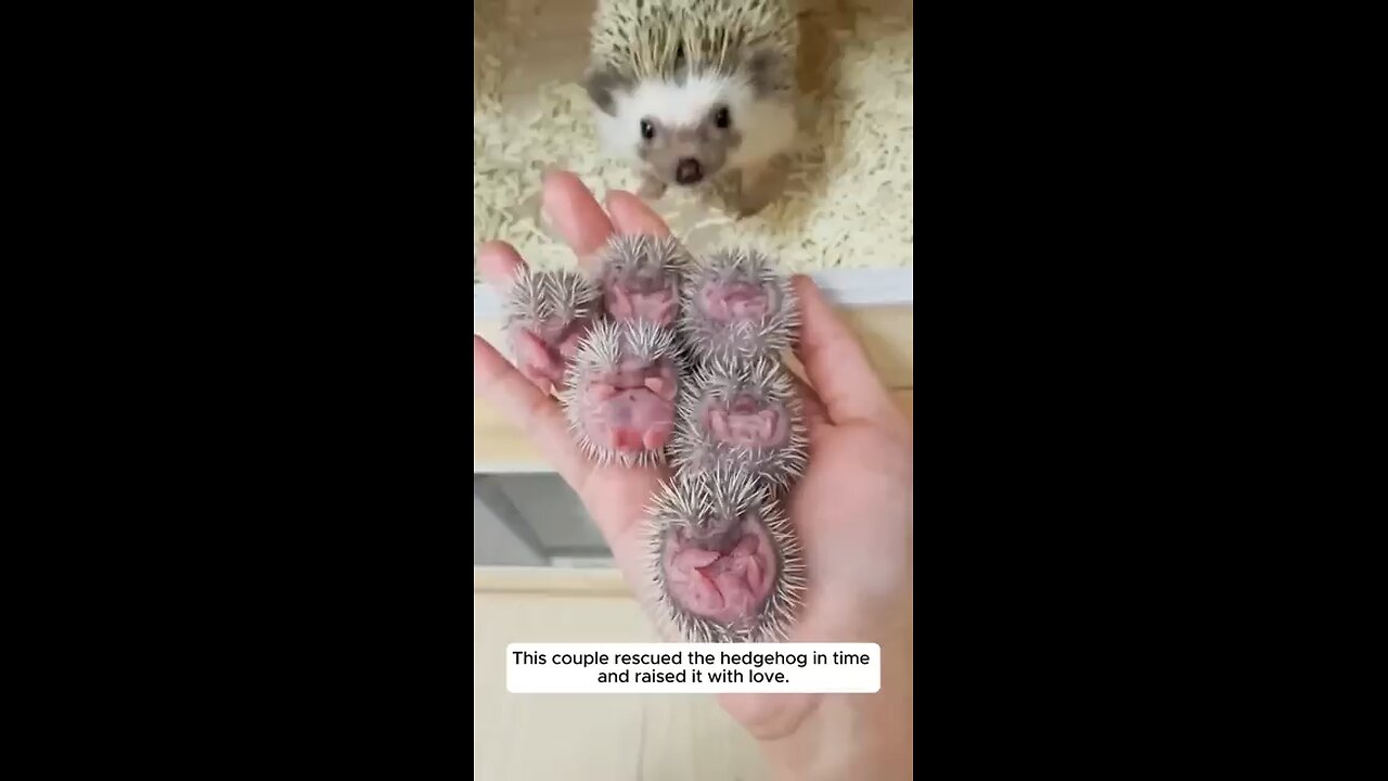 This couple rescued the hedgehog in time and raised it with love. #animalshorts #hedgehog