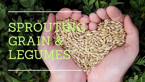 should you soak or sprout grains & legumes???