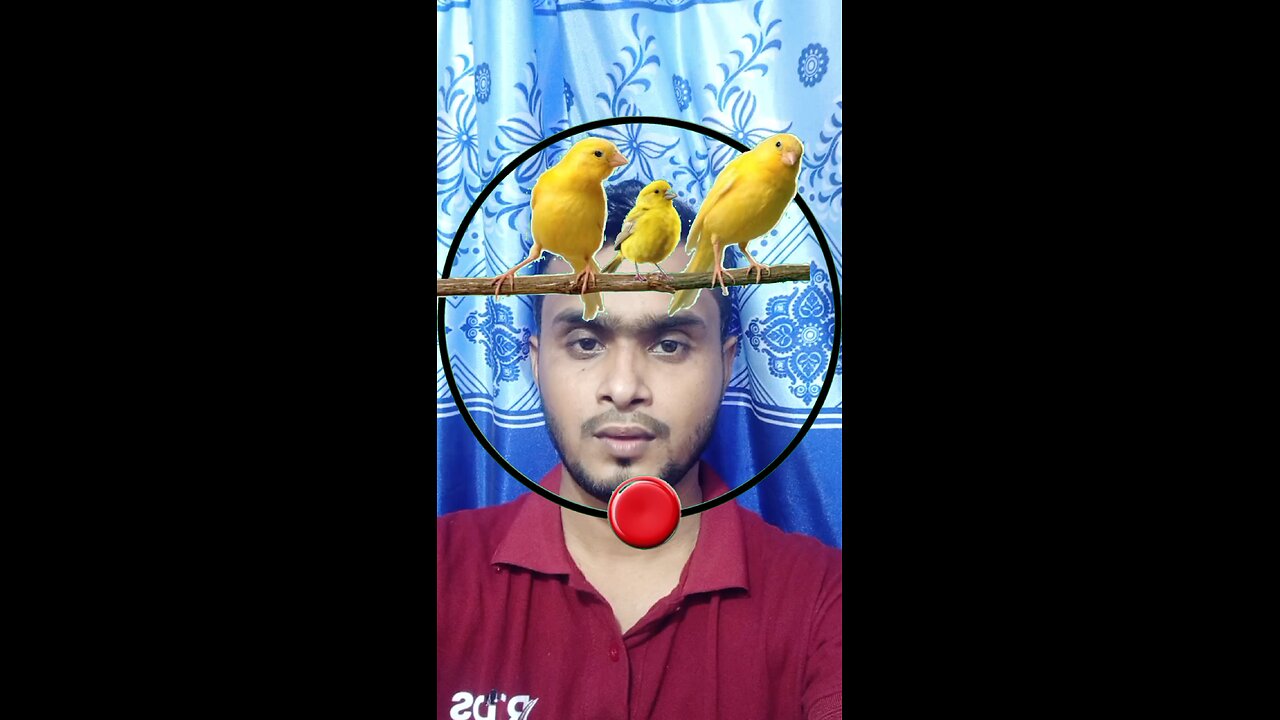 পাখির বাচ্চাটি সঠিক জায়গায় বসান ৫১ #reels #tending #puzzle