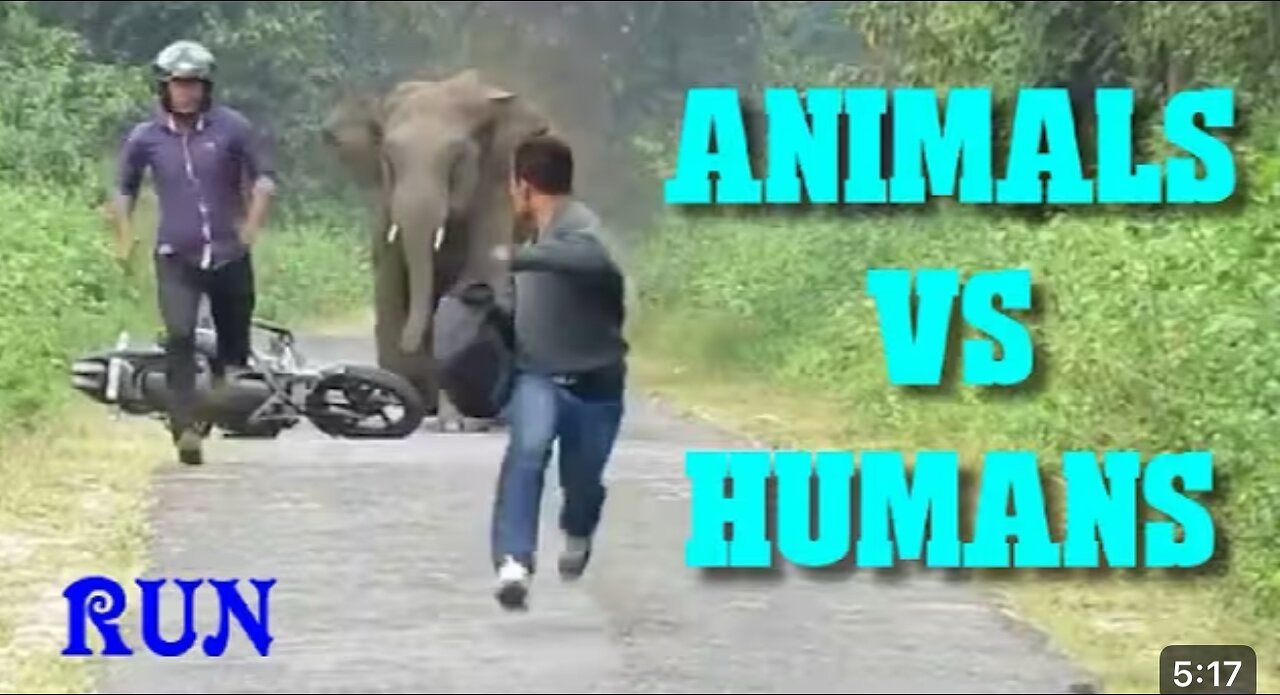 Animals vs Human Funny video fun time😂