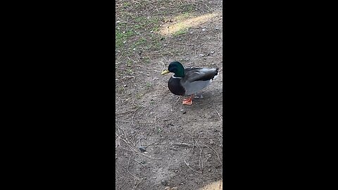 Mallard Duck 🦆 #mallardduck #duck #followme #shorts #viral #trending