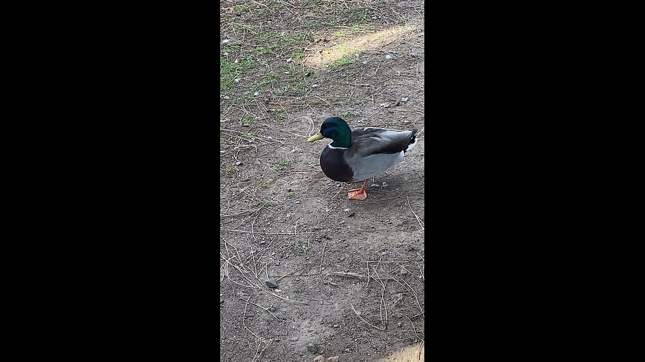 Mallard Duck 🦆 #mallardduck #duck #followme #shorts #viral #trending