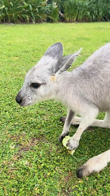 Eastern grey kangaroo
