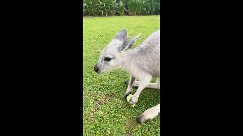 Eastern grey kangaroo