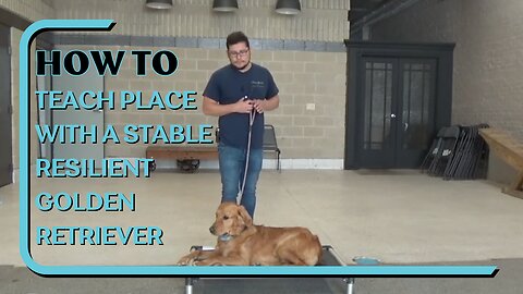 How To Teach Place With A Stable Resilient Golden Retriever Using A Dogtra E-Collar