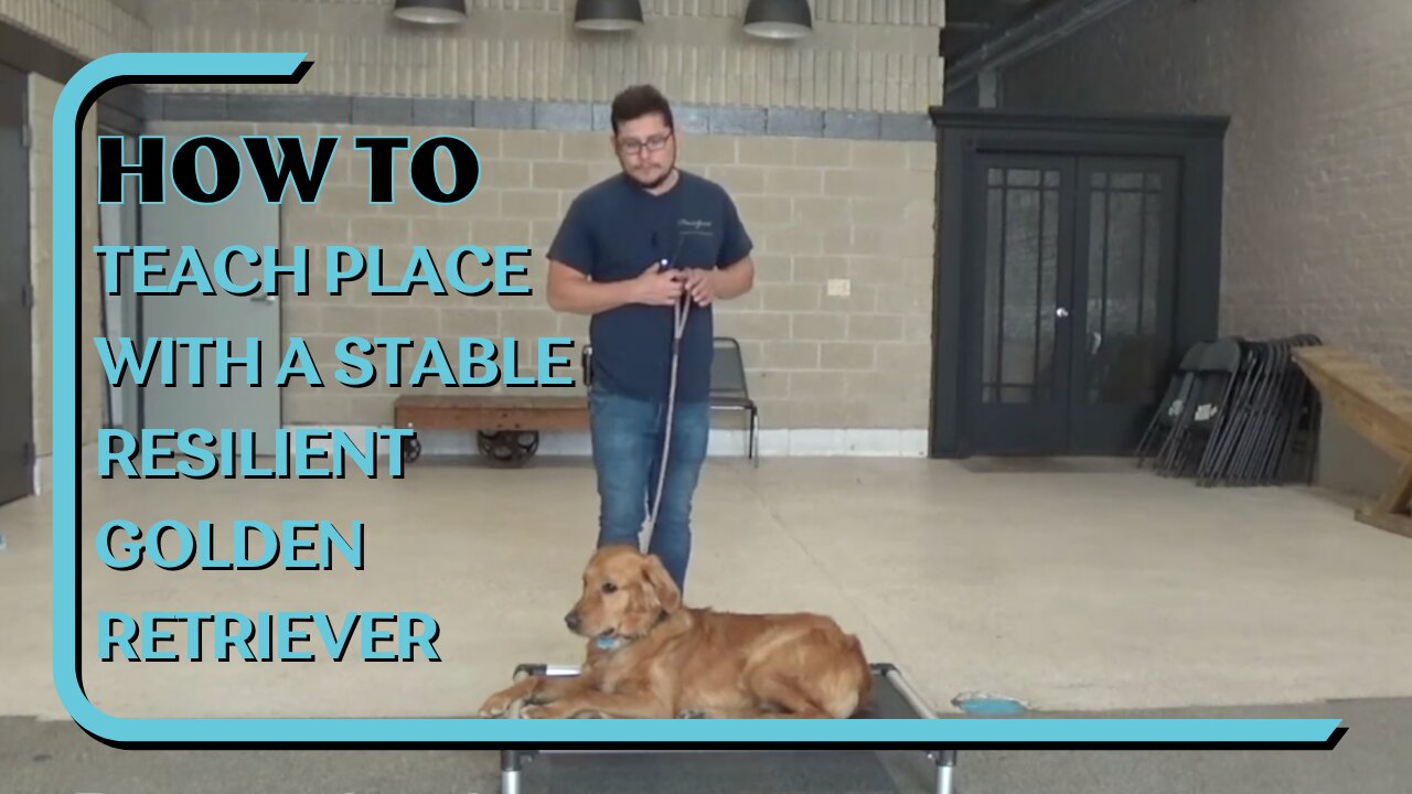 How To Teach Place With A Stable Resilient Golden Retriever Using A Dogtra E-Collar