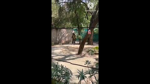 satisfying Video