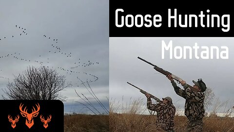 Montana Goose Hunting | To Many Geese To Keep Track Of | Dads First Goose Hunt