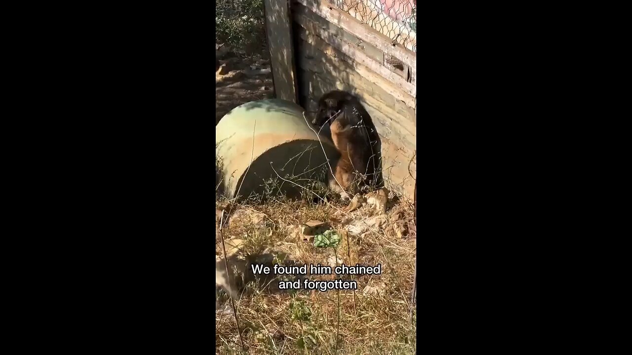 this is beautiful time dogs 🐶