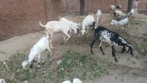 goats beautiful vedio