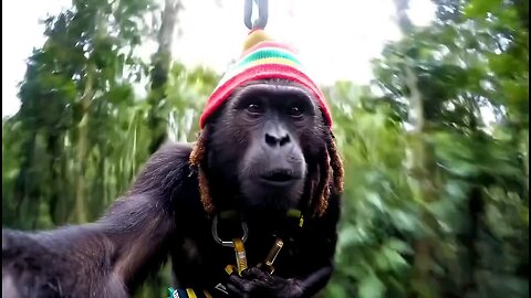 Rasta Monkey feeling laka batty bouy