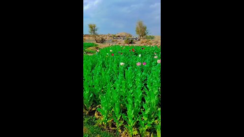 opium farm