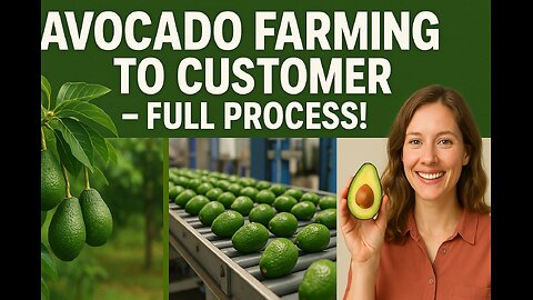how avocado farming run in big scale