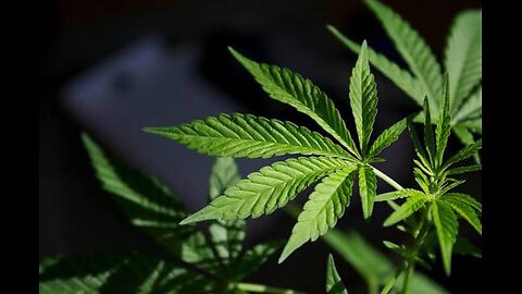 Republican Reclassifies Marijuana: Democrats Lied