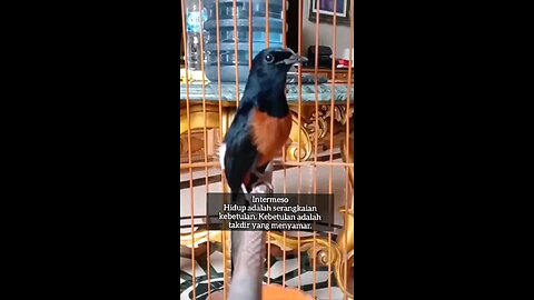 Bird 🐦 sweet voice