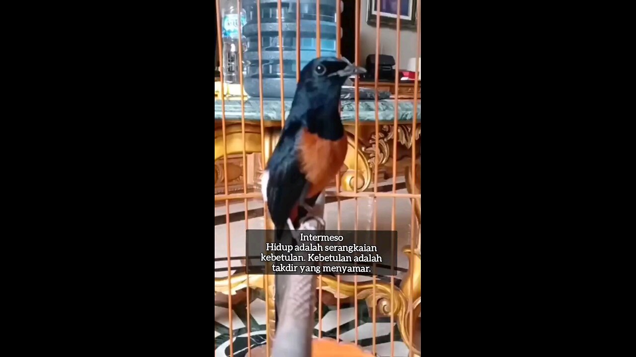 Bird 🐦 sweet voice