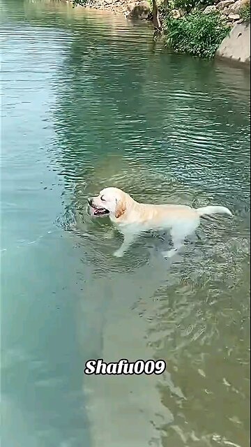 pet#pets#cute#funny#viral#dog#funnydog#funnyvideos#foryou#IoI#fyp