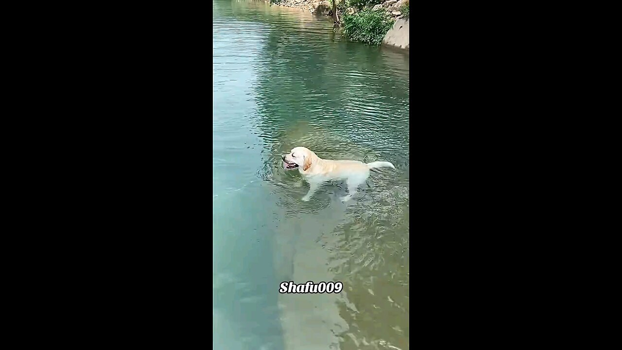 pet#pets#cute#funny#viral#dog#funnydog#funnyvideos#foryou#IoI#fyp