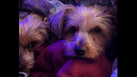 Batman & Chewy, two peas in a pod #funnydogs #yorkie #cutedog