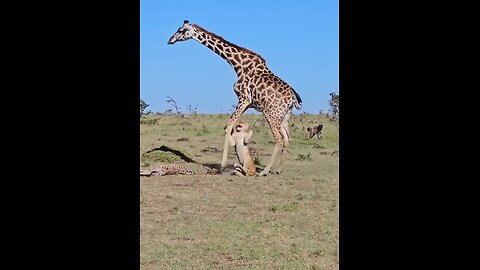 Little Giraffe Killed By Lion